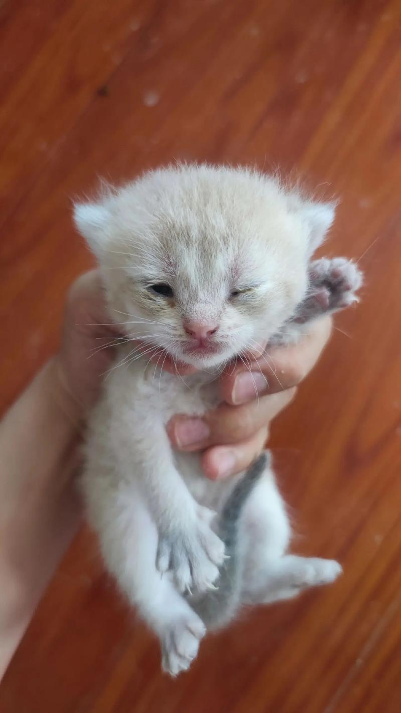 才知道刚出生的小猫咪是这样子感知世界的