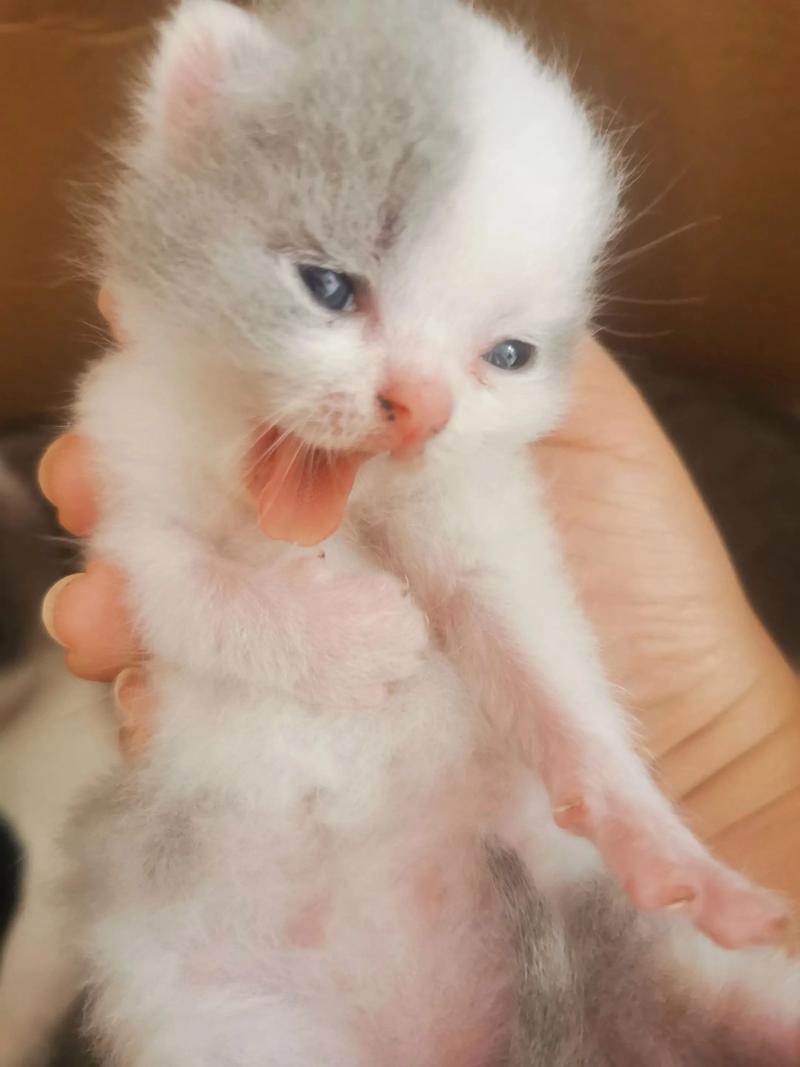 刚出生的小猫几天睁眼啊