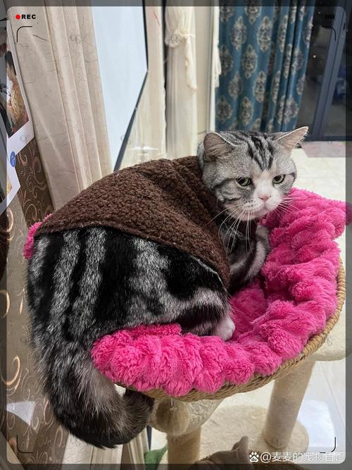 天气寒冷,猫咪到底怕冷吗?有必要穿衣服吗?