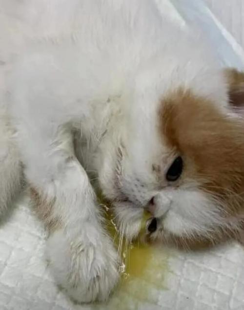 猫瘟第三天猫咪开始流口水,猫瘟开始流口水了还有救吗