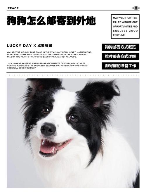 快递可以寄狗吗