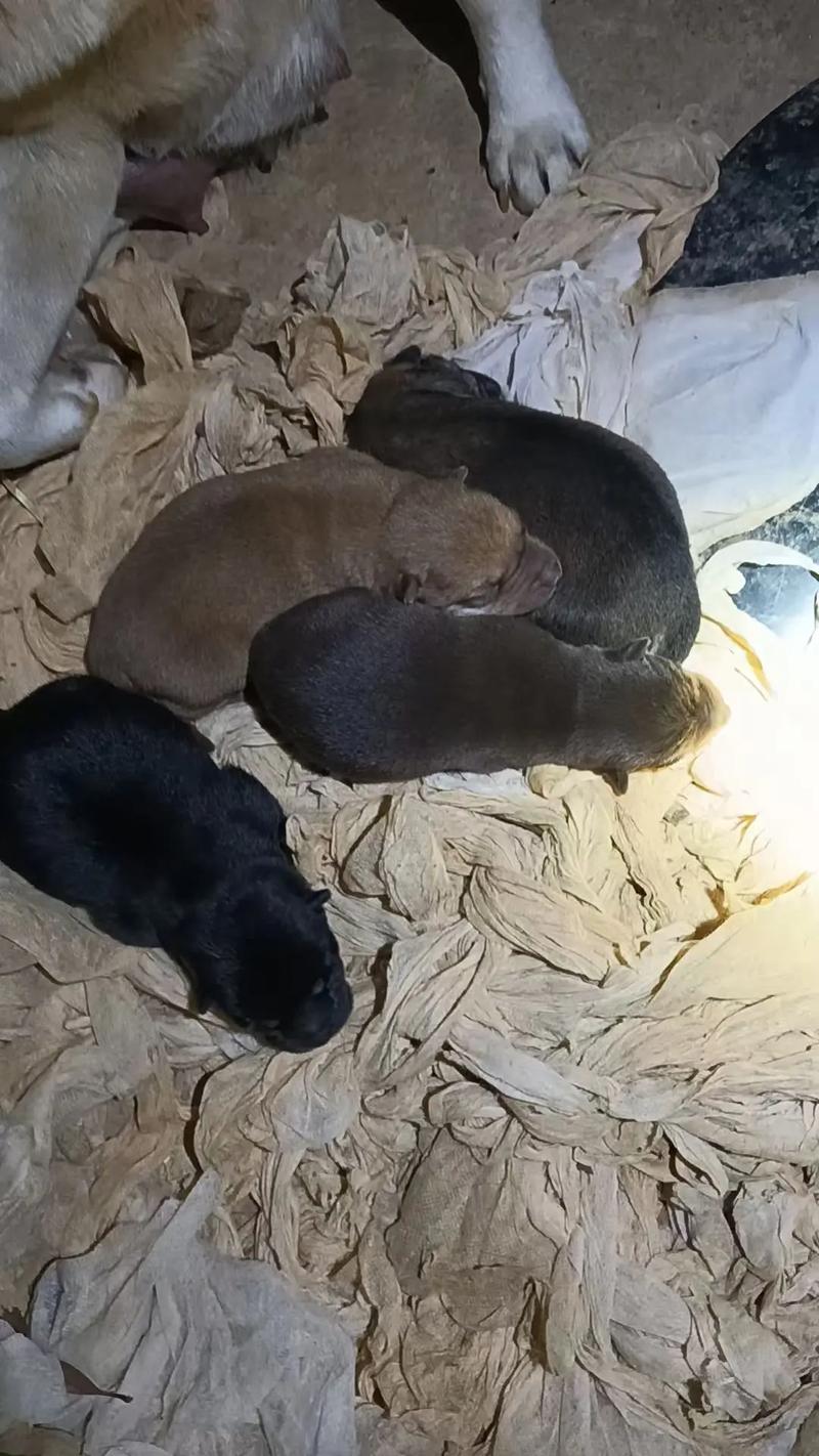 土狗多大可以怀孕生小狗