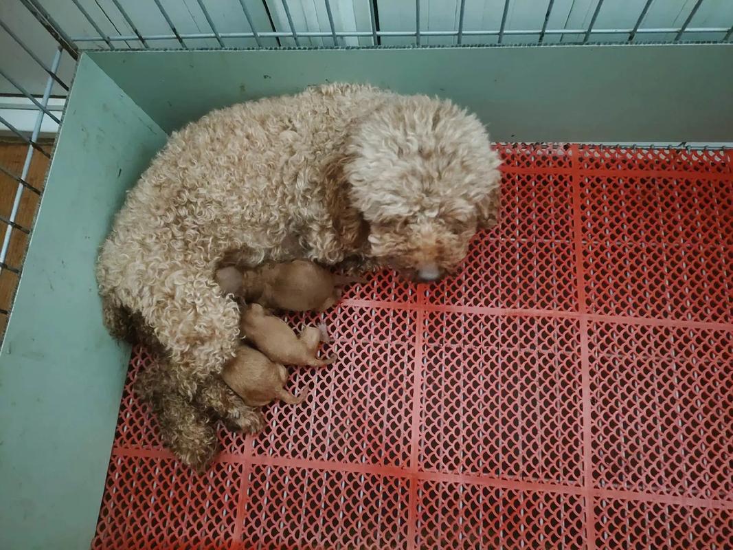 狗多大可以生小狗