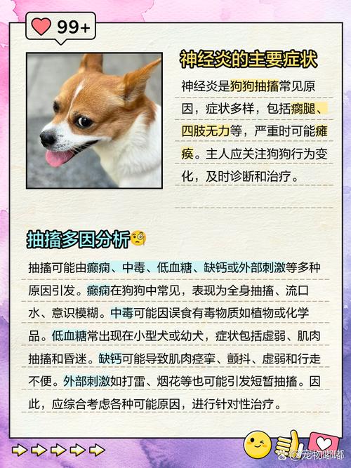 狗狗温度底头部肿胀摇头流口水抽搐