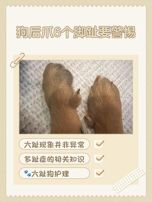 狗狗低温症有什么症状
