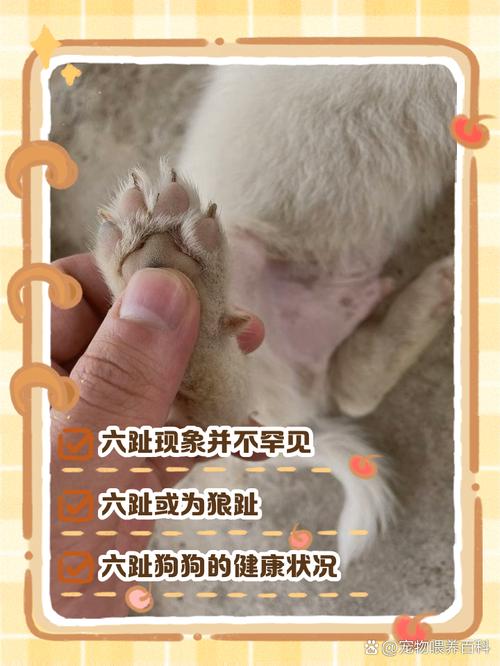 狗狗为什么低温发抖动