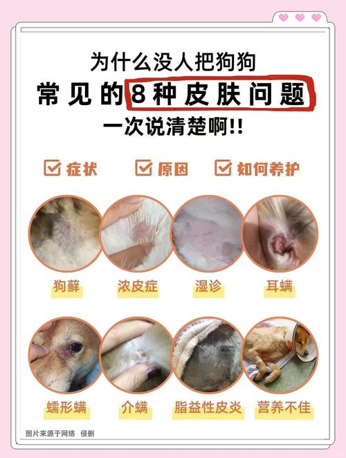 狗狗身上很多皮屑怎么办