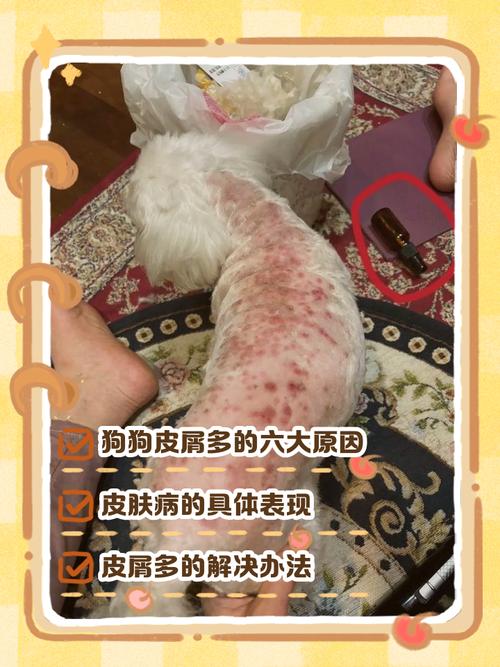 如何处理狗狗身上的皮屑?