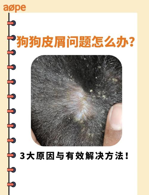 狗狗身上皮屑多怎么办