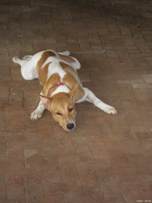 训练让狗“趴下”“别动”