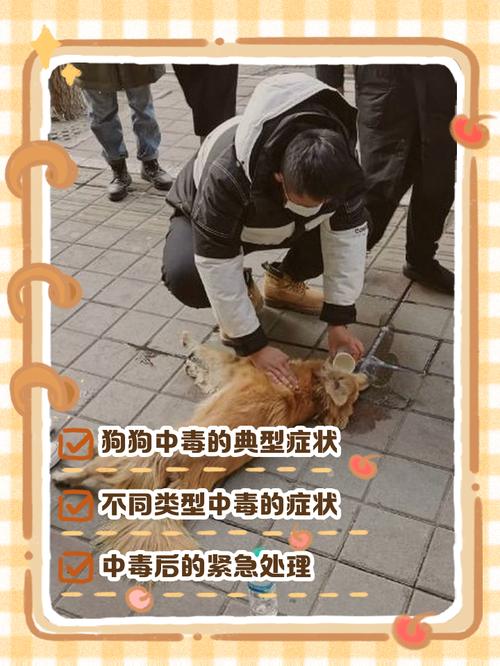 我家狗狗得脑炎了,谁能告诉我急救办法