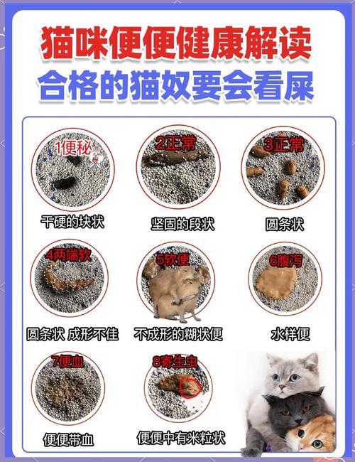 猫咪正常、不正常的便便都是什么样?