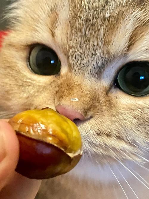 猫不小心吃了板栗有事吗