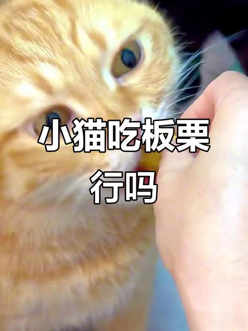 猫咪可以吃板栗不?
