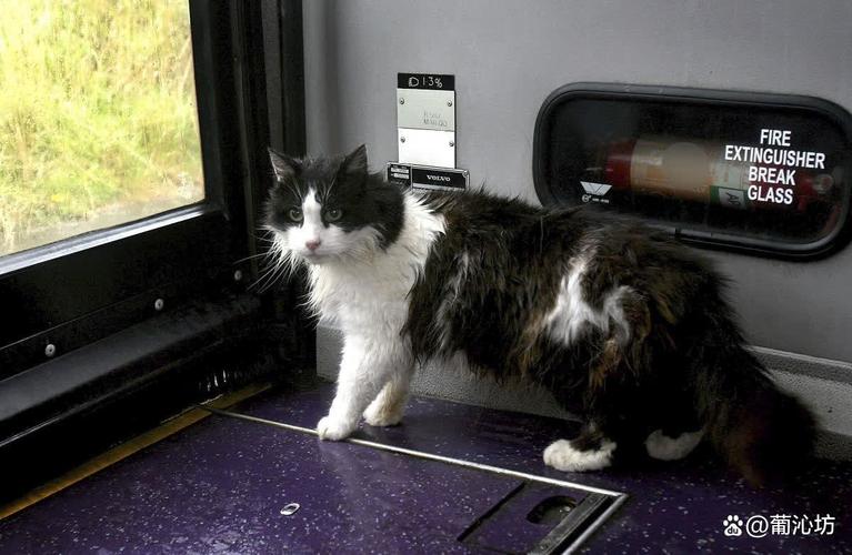 高铁可以带猫吗猫书包