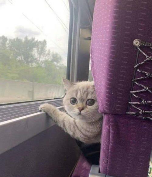猫咪可以坐高铁不