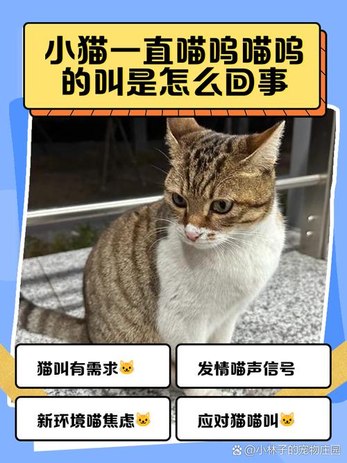 猫咪为什么都是嘤嘤怪叫