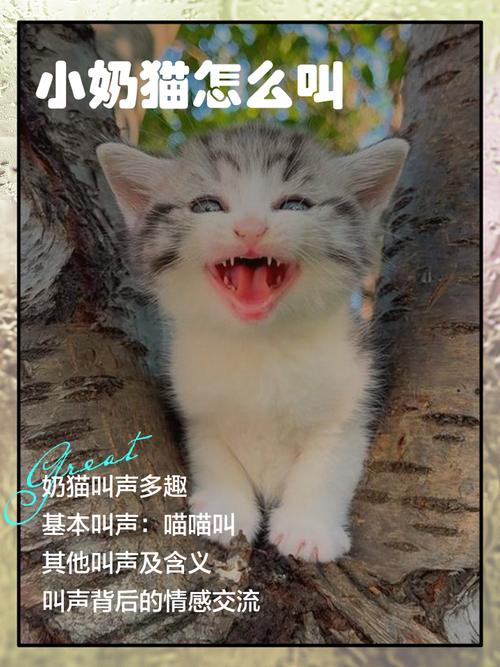 猫咪撒娇的叫声为什么是奶猫叫声