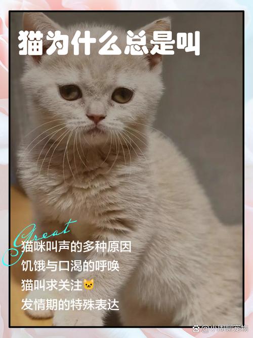 为什么猫咪叫声嗲