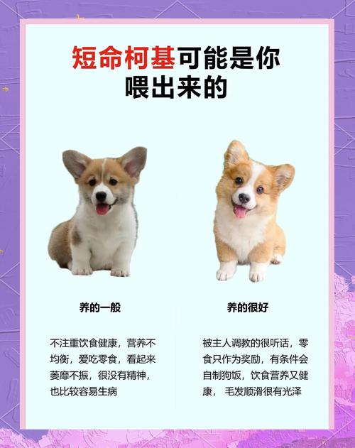 柯基能吃八宝粥吗?