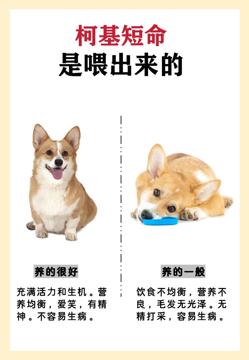 狗狗第一次吃八宝粥没事吧