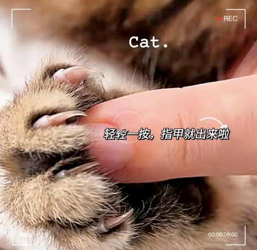 新手养猫__养一只猫的基本花销