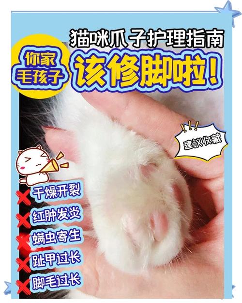 如何1_招制服猫咪,轻松剪指甲?