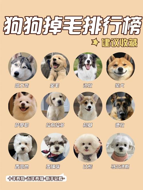 什么品种的狗狗最友好