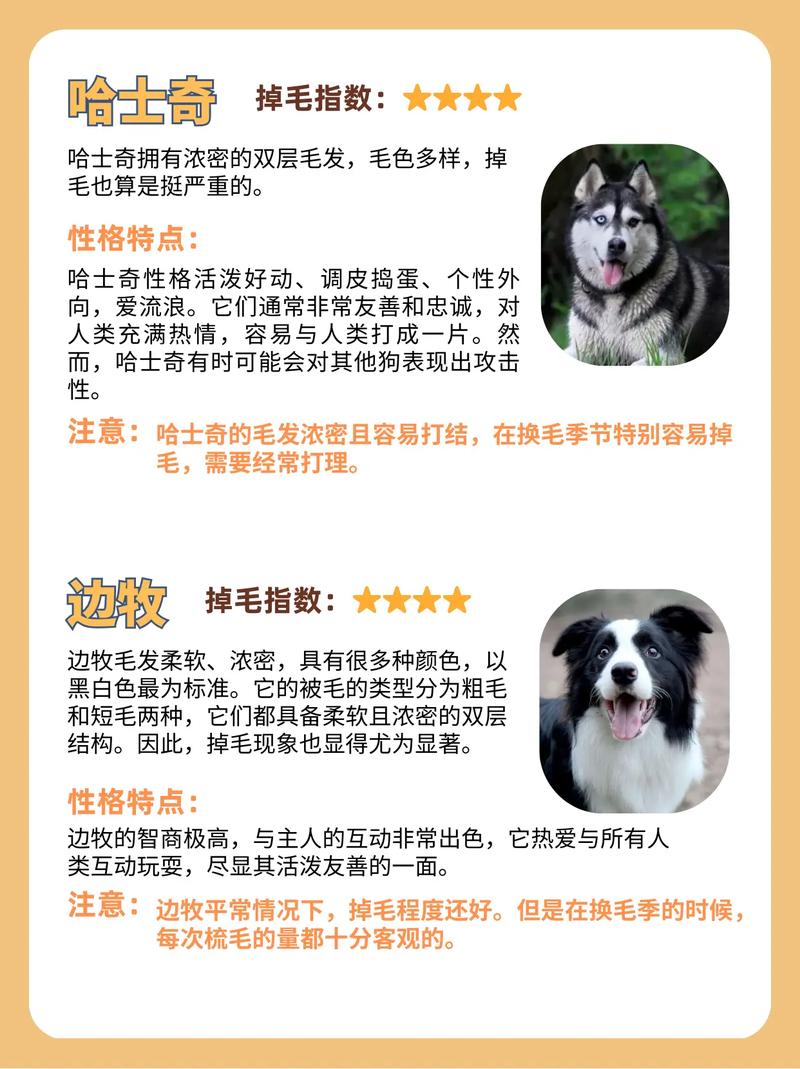 狗狗掉毛排名榜