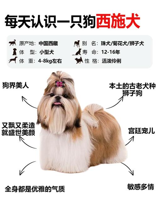 宠物狗最爱掉毛排名榜TOP10,你家狗狗上榜了没