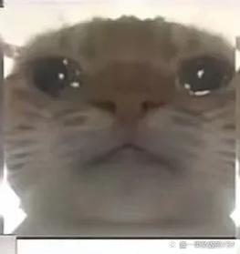 要是背了猫包,可不可以上地铁