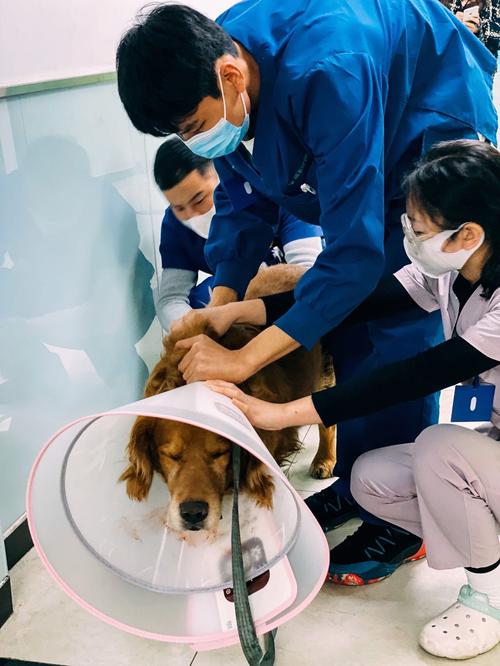 为什么狗狗断甲