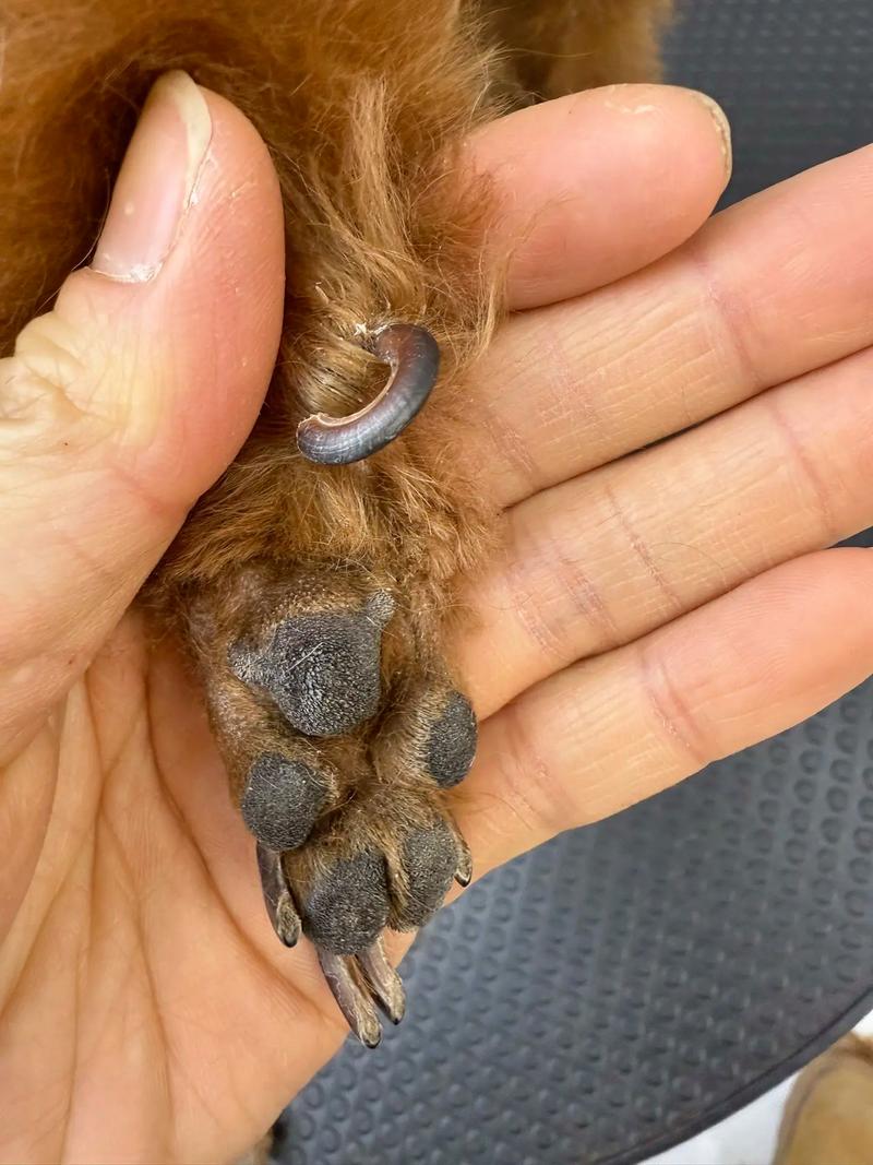 狗狗断甲后血线还会长吗?