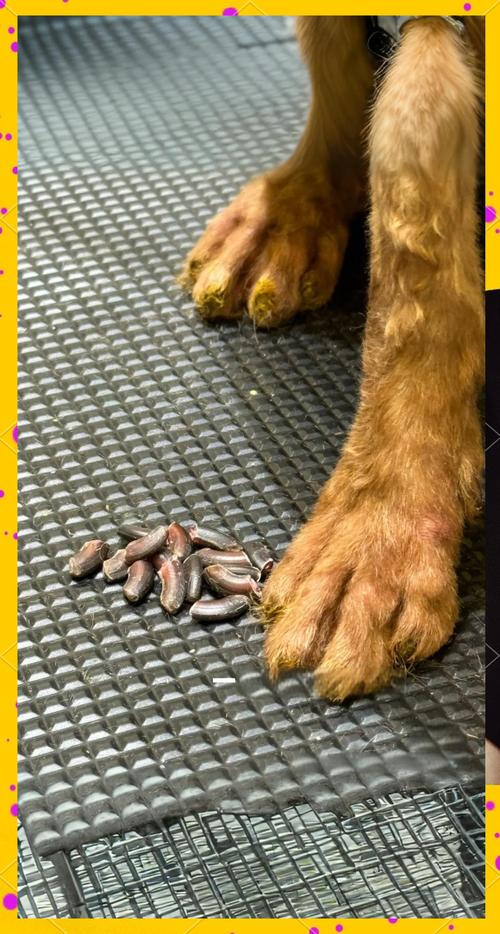 狗狗断甲的好处与坏处