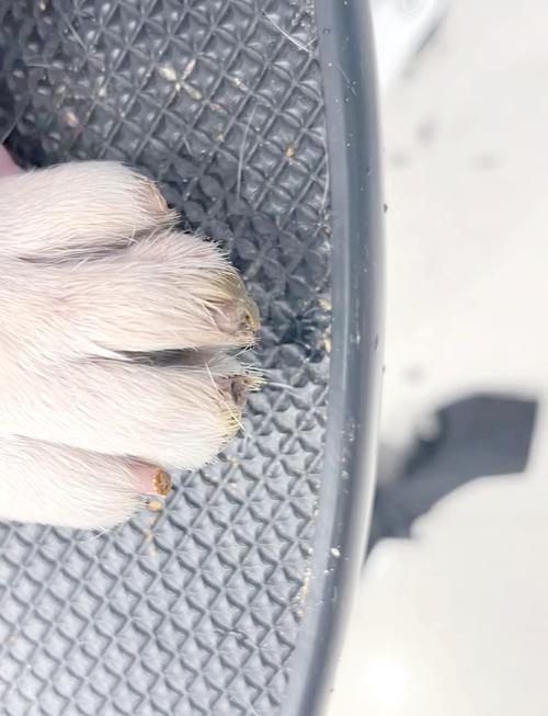 断甲对狗的好处