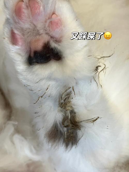 银渐层猫突然在家里乱拉屎是什么情况?