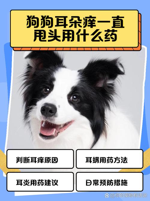 狗耳朵痒一直甩头用什么药特有效