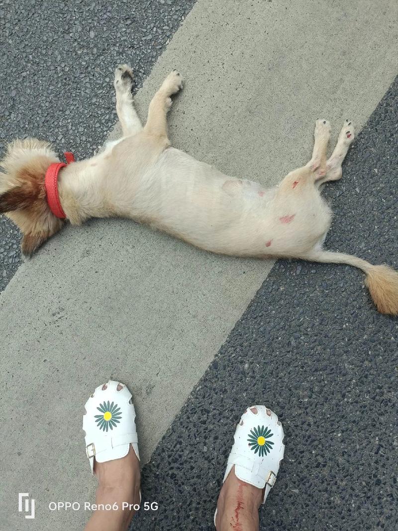 狗狗被车撞了危险期是几天呢