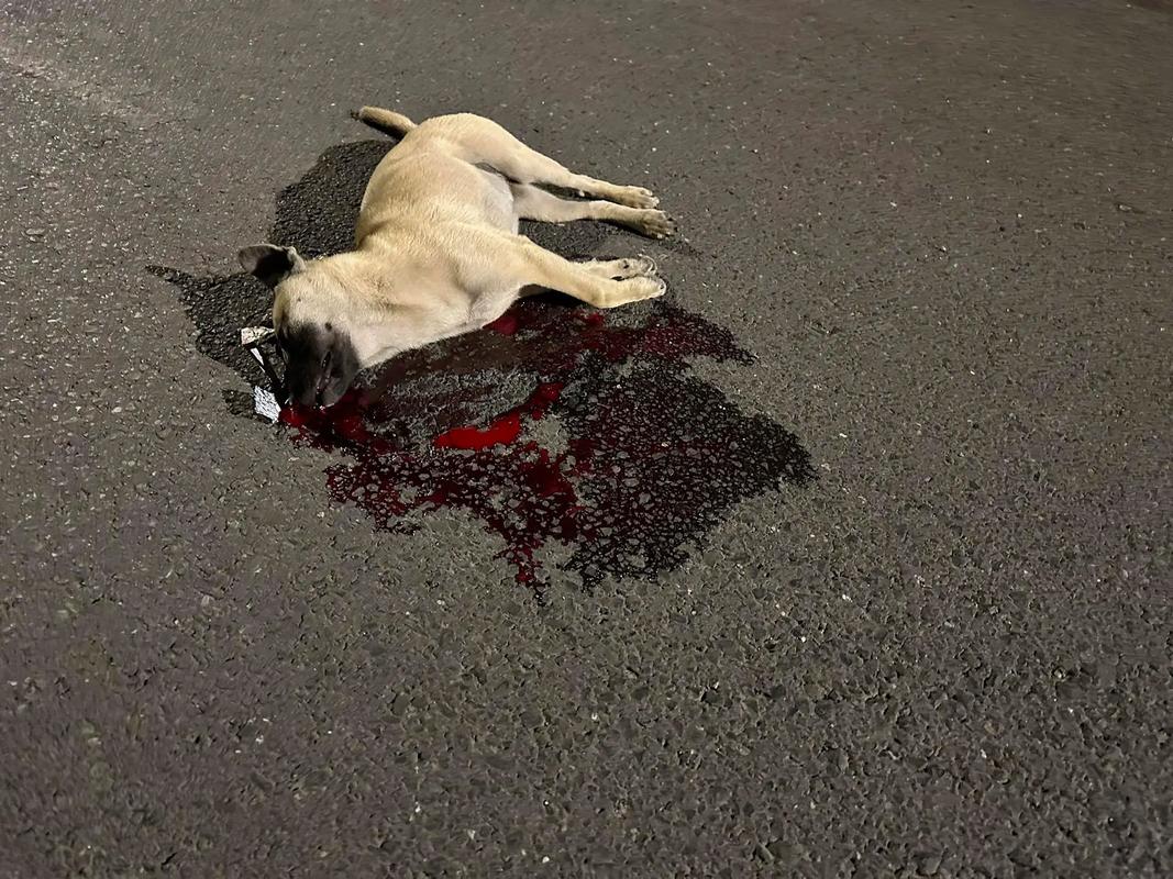 狗狗被车撞怎么判断有没有事