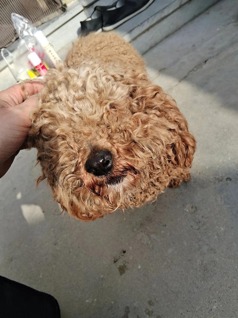 狗狗被车撞了危险期多久