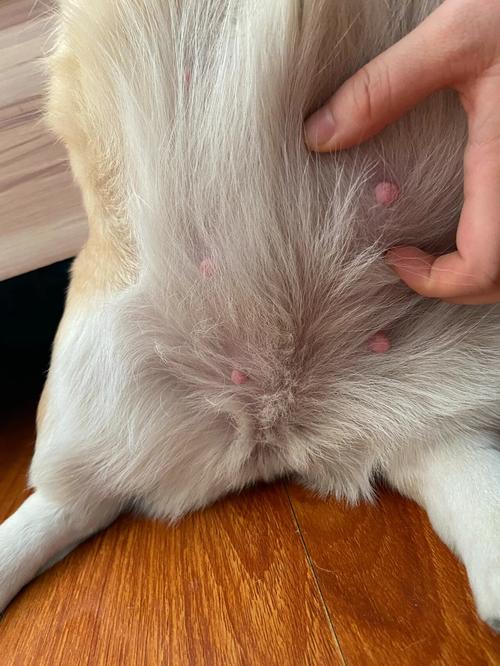 狗怀孕40天后面流血