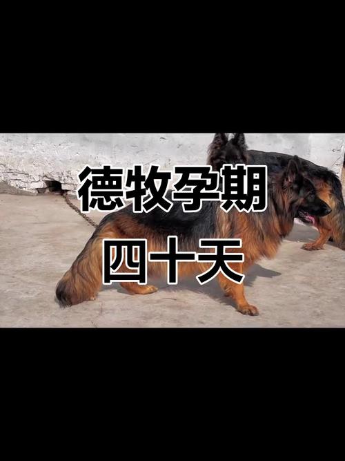 德牧怀孕40天有什么症状吗