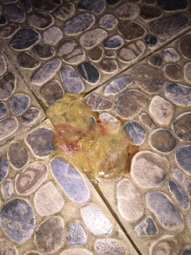 我家狗狗怀孕有40多天了,应该注意什么?