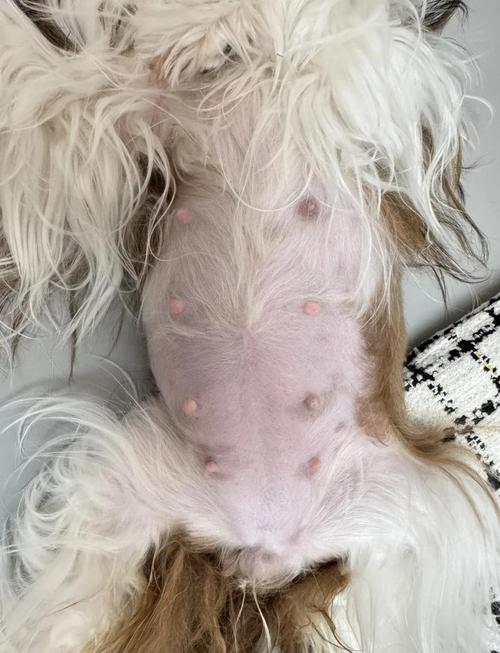 狗怀孕40天可以跑吗