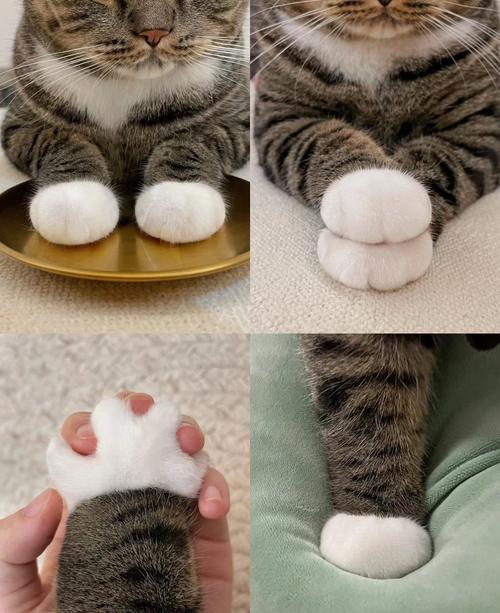 猫脚上单独的脚趾是什么