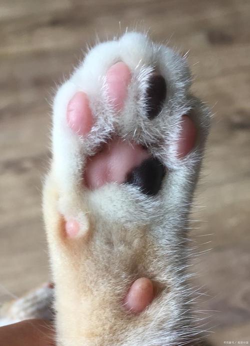 猫的后爪有几个指头