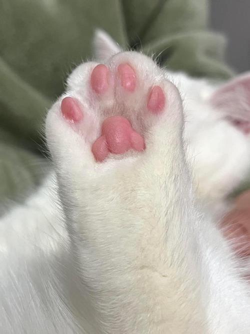 猫的爪子是怎么样的?