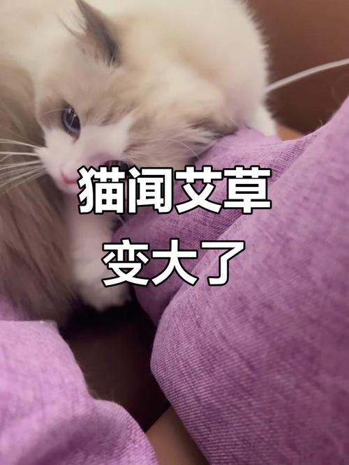 猫咪能闻艾叶的味道吗