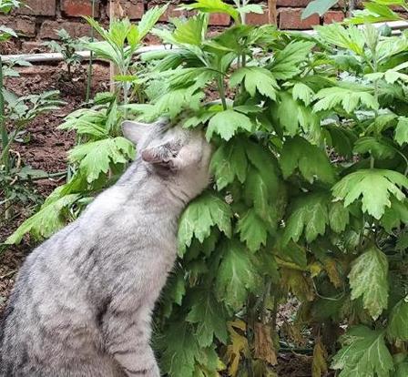 猫咪闻艾草会不会死
