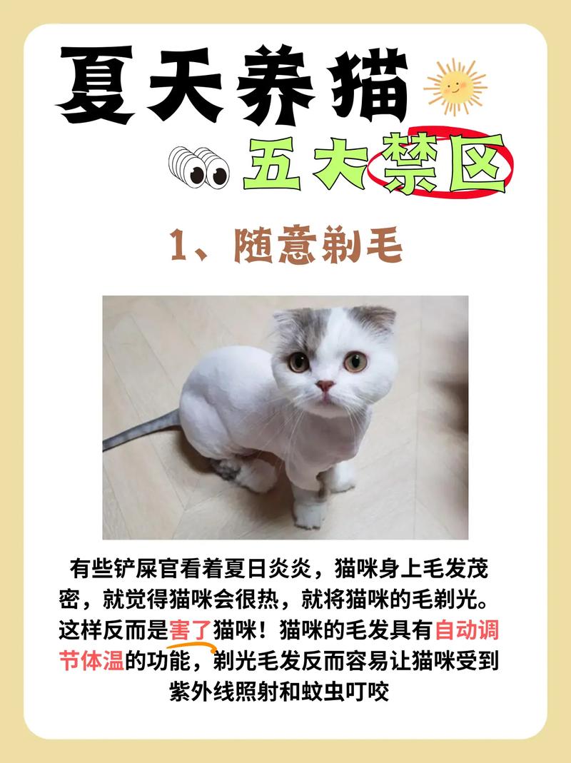 给猫咪剃毛好不好